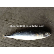 top quality export fish frozen mackerel from pacific frozen seafood fish